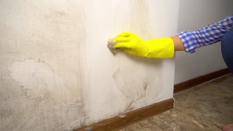 Best Mold Documentation for Insurance Claims  in Kissimmee, FL