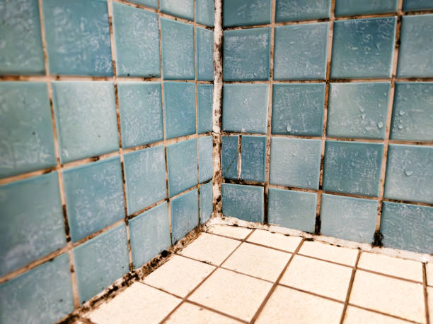 Best Mold Damage Restoration  in Kissimmee, FL