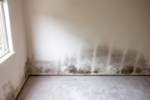 Best Asbestos and Lead Testing During Mold Inspection  in Kissimmee, FL