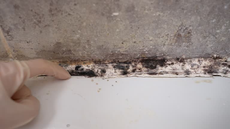 Best Mold Damage Restoration  in Kissimmee, FL