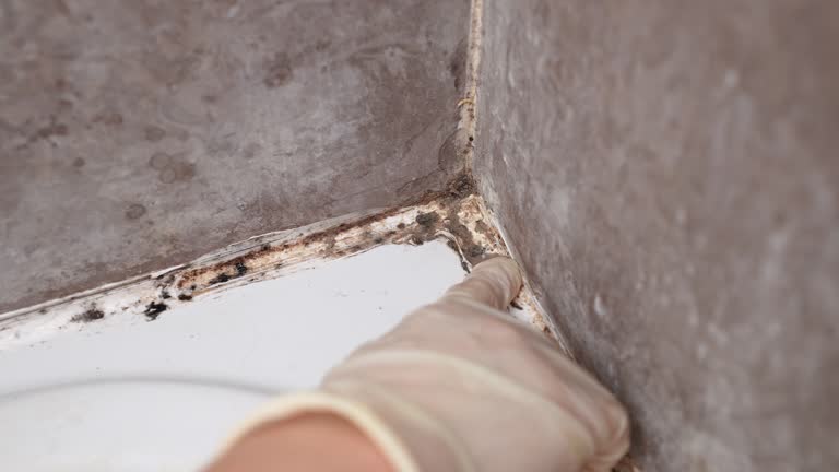 Best Post-Construction Mold Inspection  in Kissimmee, FL