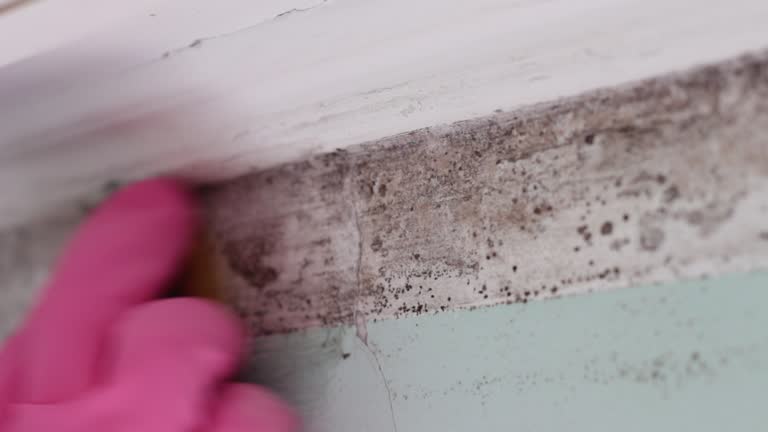 Best Commercial Mold Inspection  in Kissimmee, FL